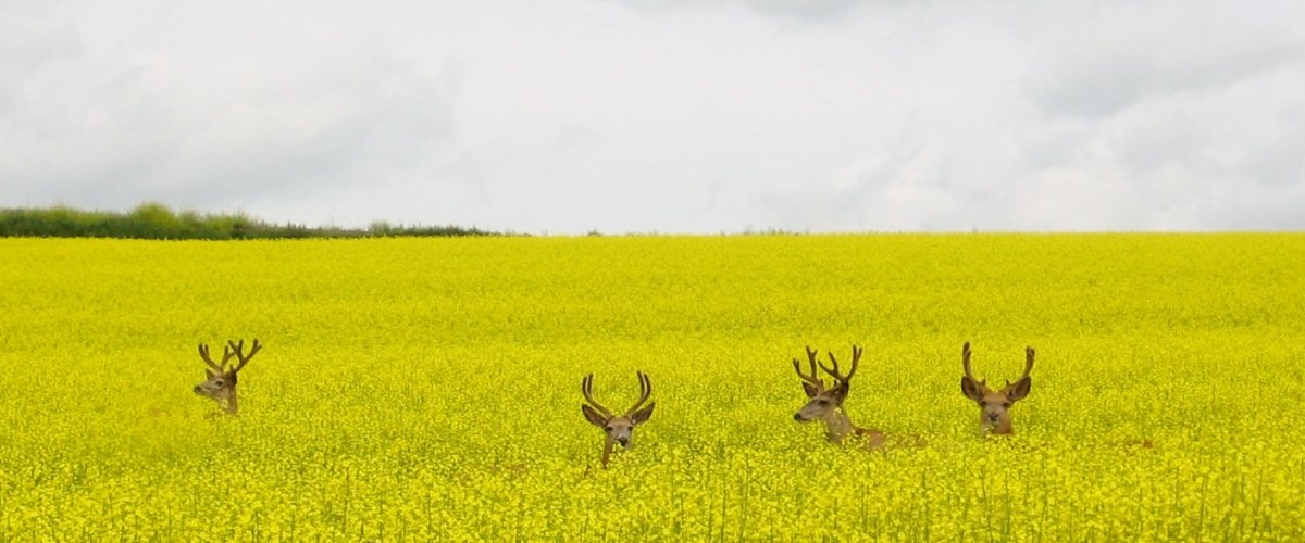 File photo of deer in B.C. 