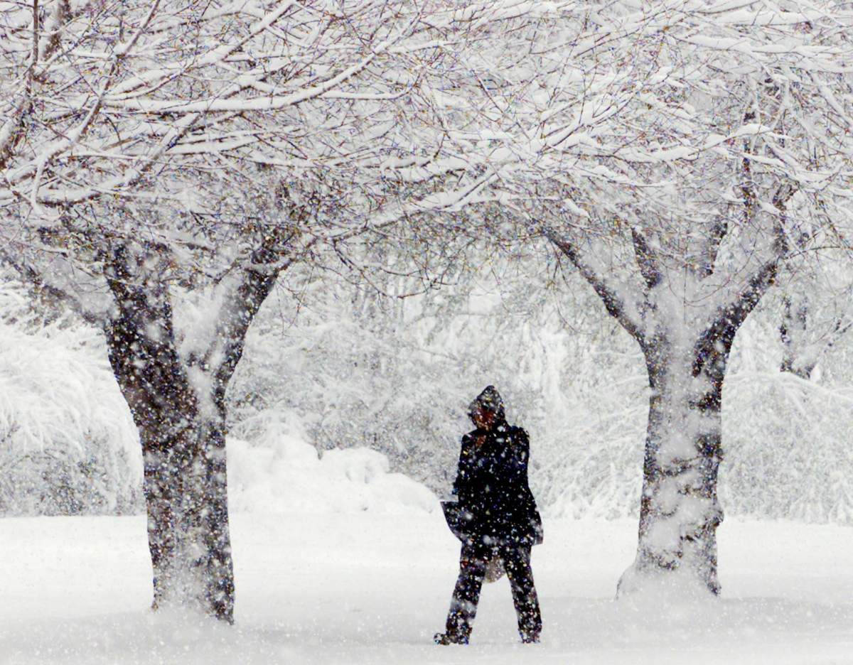 A woman is silhouetted as she walks under snow covered trees in downtown Calgary,