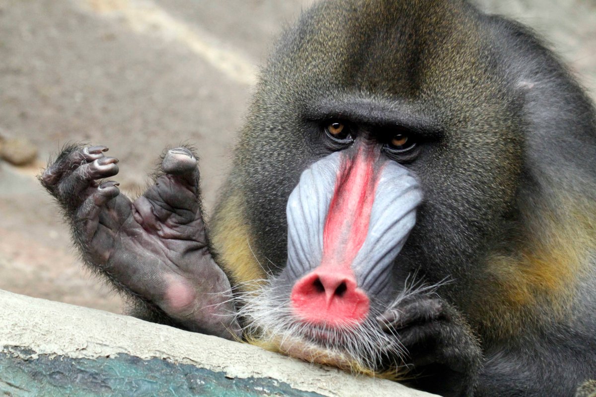 A Mandrill sits in the Tropical Forest exhibit at the Pittsburgh Zoo Friday, April 30, 2010.  (AP Photo/Gene J. Puskar).