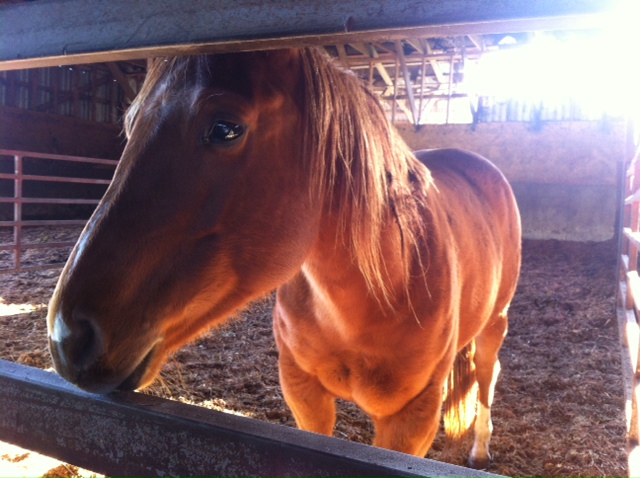 10 emaciated horses seized from property in Grand Forks | Globalnews.ca