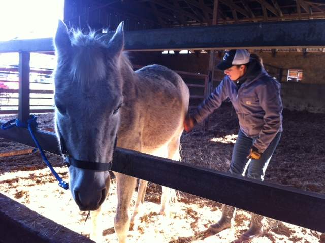 10 emaciated horses were seized from a property in Grand Forks