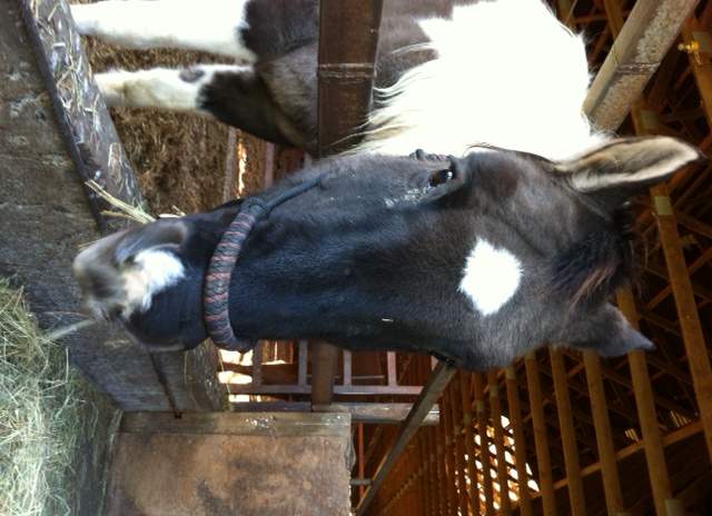10 emaciated horses were seized from a property in Grand Forks