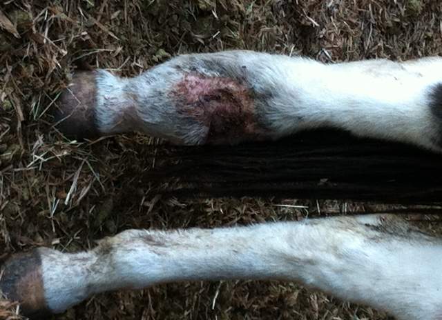 10 emaciated horses were seized from a property in Grand Forks