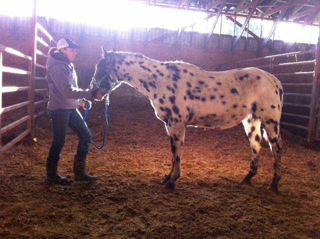 10 emaciated horses were seized from a property in Grand Forks