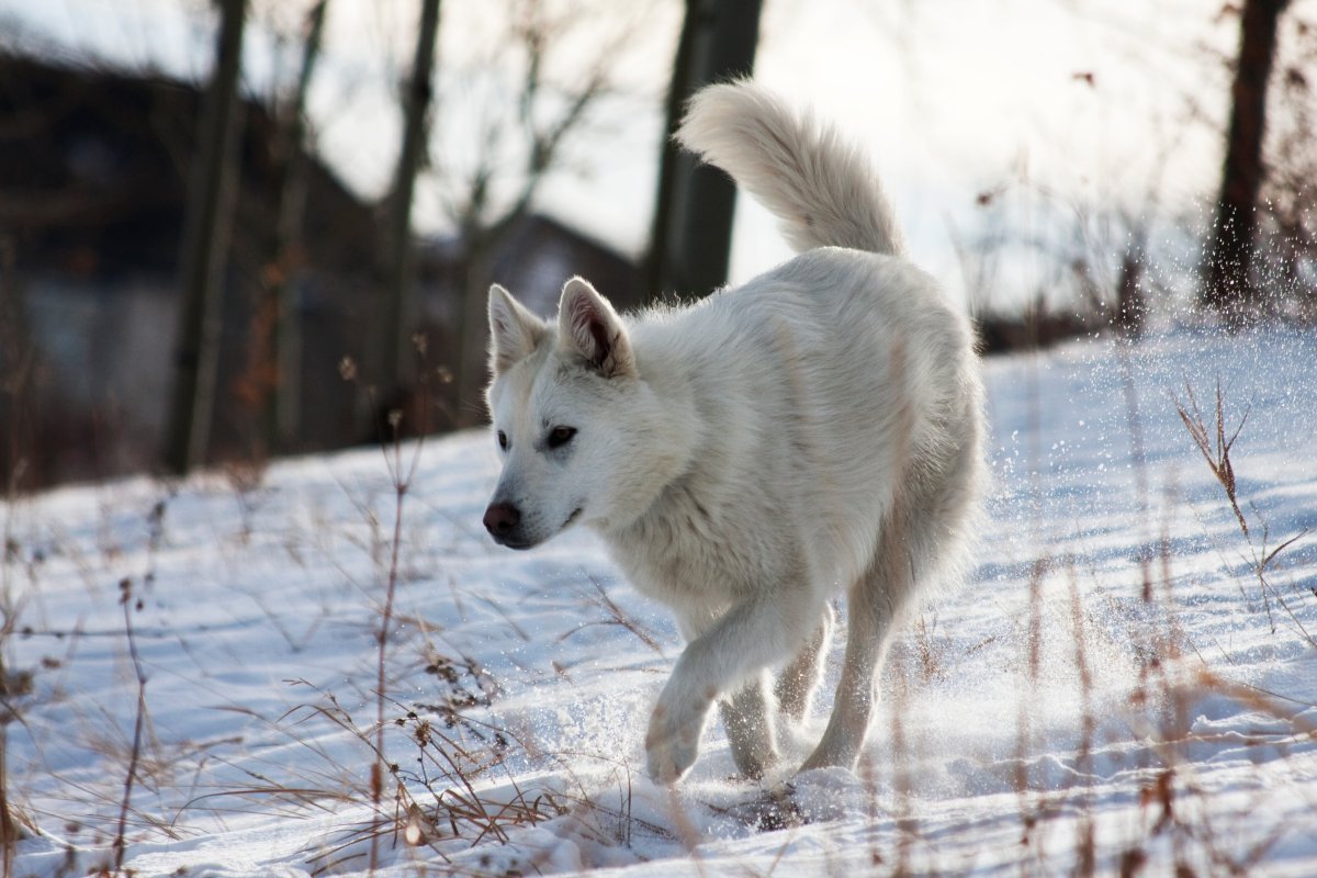 GALLERY: Clever dog eludes rescue attempts in southeast Calgary ...