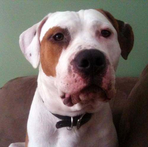 Bam, a pit bull rescue, stood up to a cougar to protect his new owner.