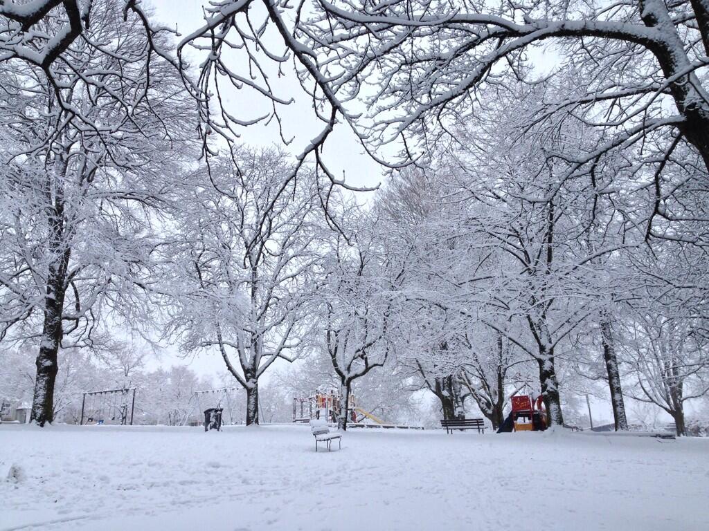 Snow covered trees in Sunnyside Park in East Vancouver. 