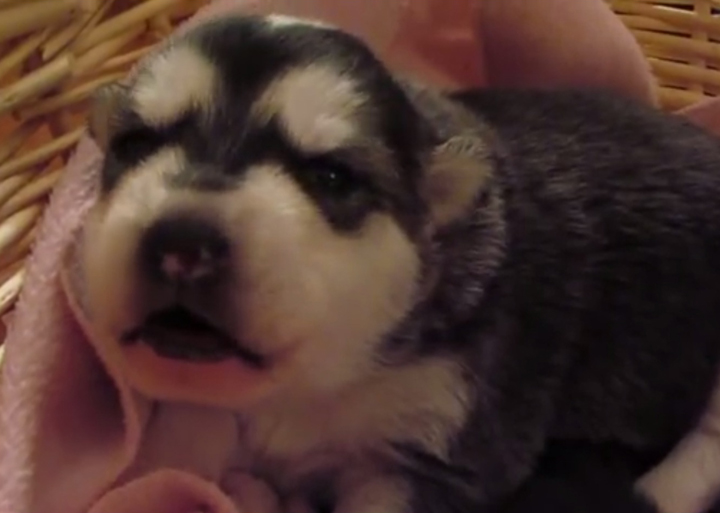 Belka's attempts at howls have delighted YouTube viewers.