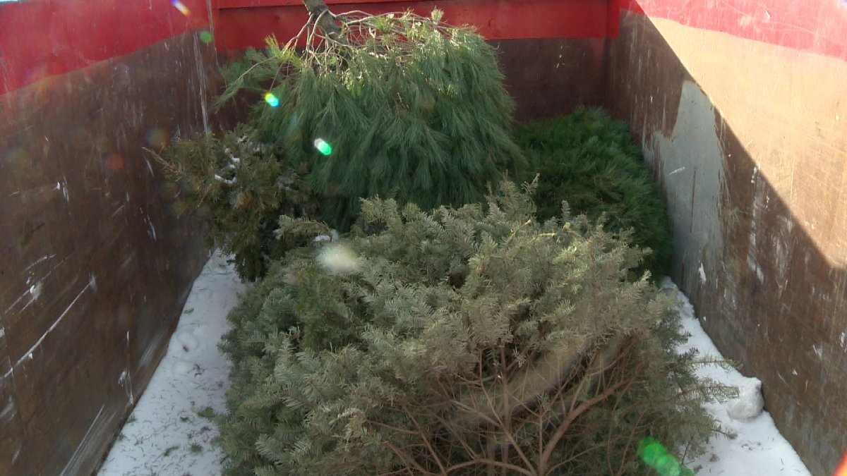 Christmas trees can be recycled at one of several locations across the province.