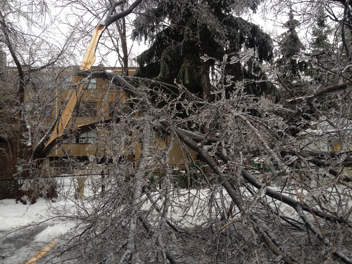 A broken tree branch falls to the street on Cosburn Avenue.