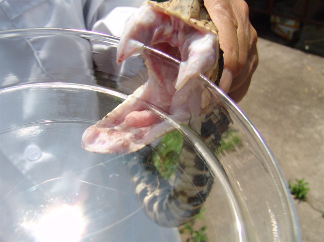 Venom is extracted from a Southeast Asian viper in this undated handout photo. It's one of the world's most poisonous snakes, and researchers hope the venom of a viper dubbed the hundred-pacer can provide a drug to prevent one of the world's leading killers. THE CANADIAN PRESS/HO - St. Michael's Hospital.