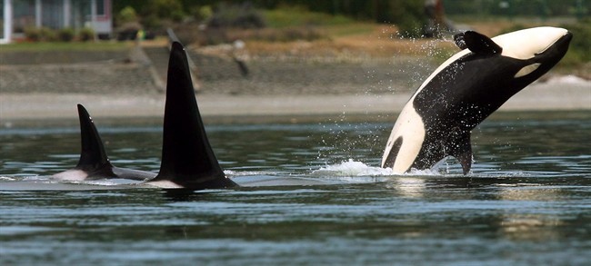 In this photo taken July 18, 2013, an orca whale breaches.