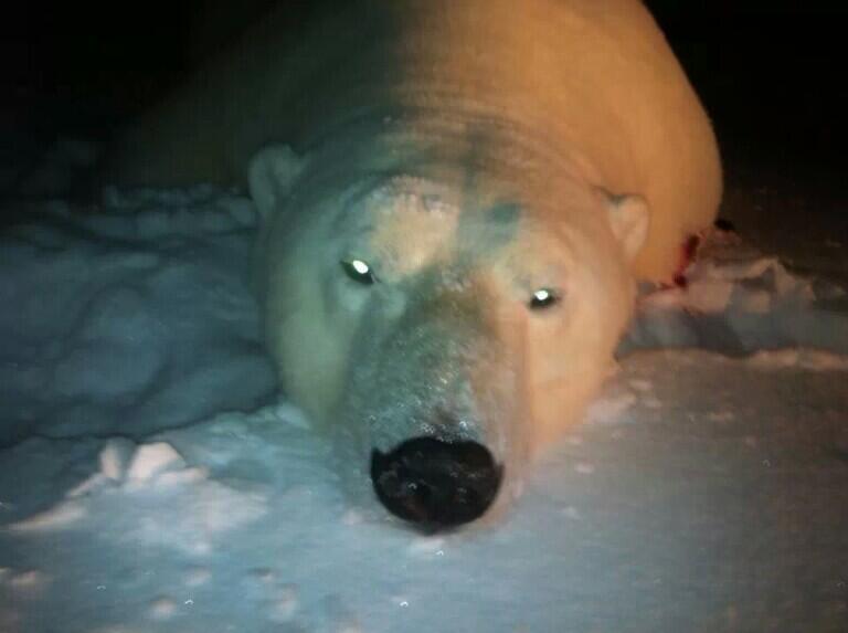 Photo of the dead polar bear on Twitter.