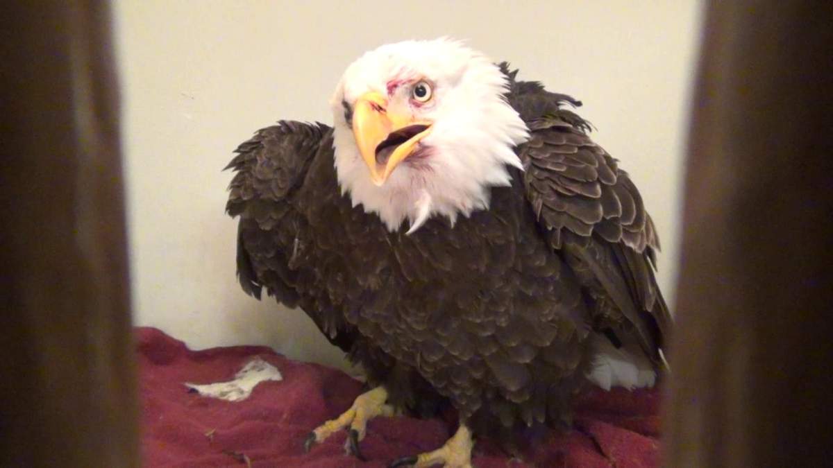 A bald eagle injured in a fight is recovering at Orphaned Wildlife Rehabilitation Society.