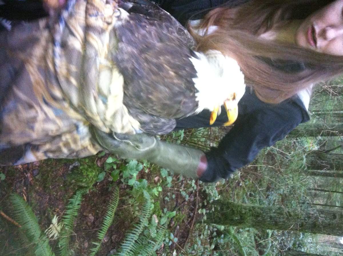 Bald eagle recovers in intensive care after getting injured in a fight - image