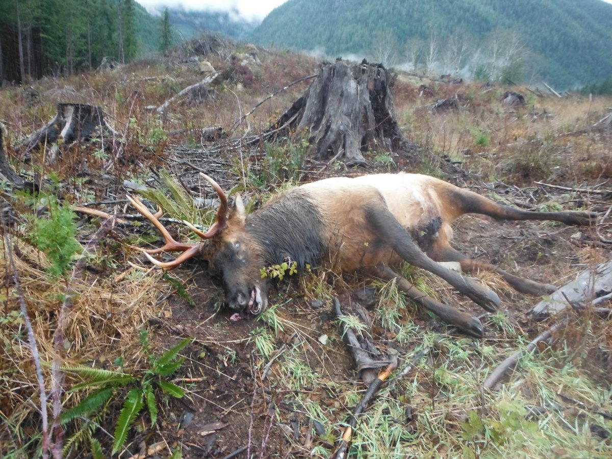 Elk slaughter continues on Vancouver Island