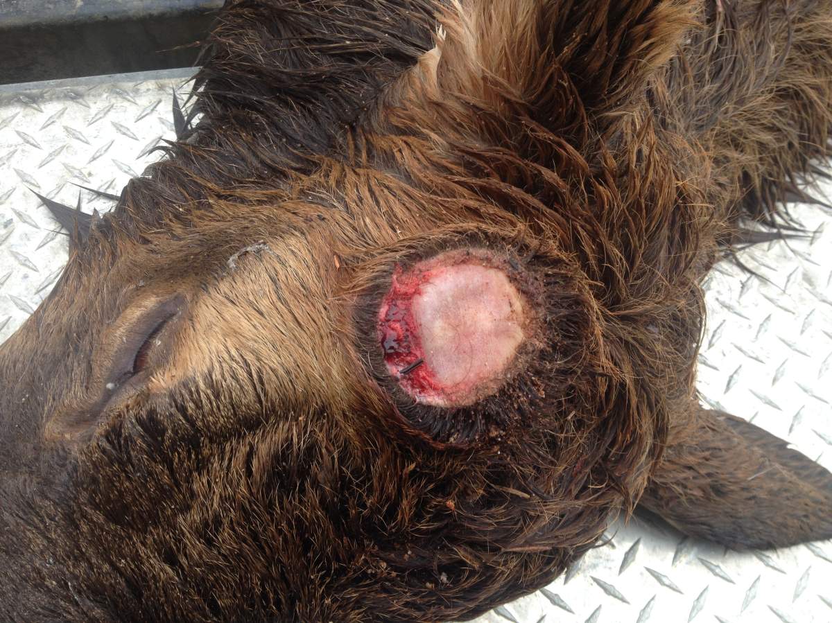 Elk slaughter on Vancouver Island