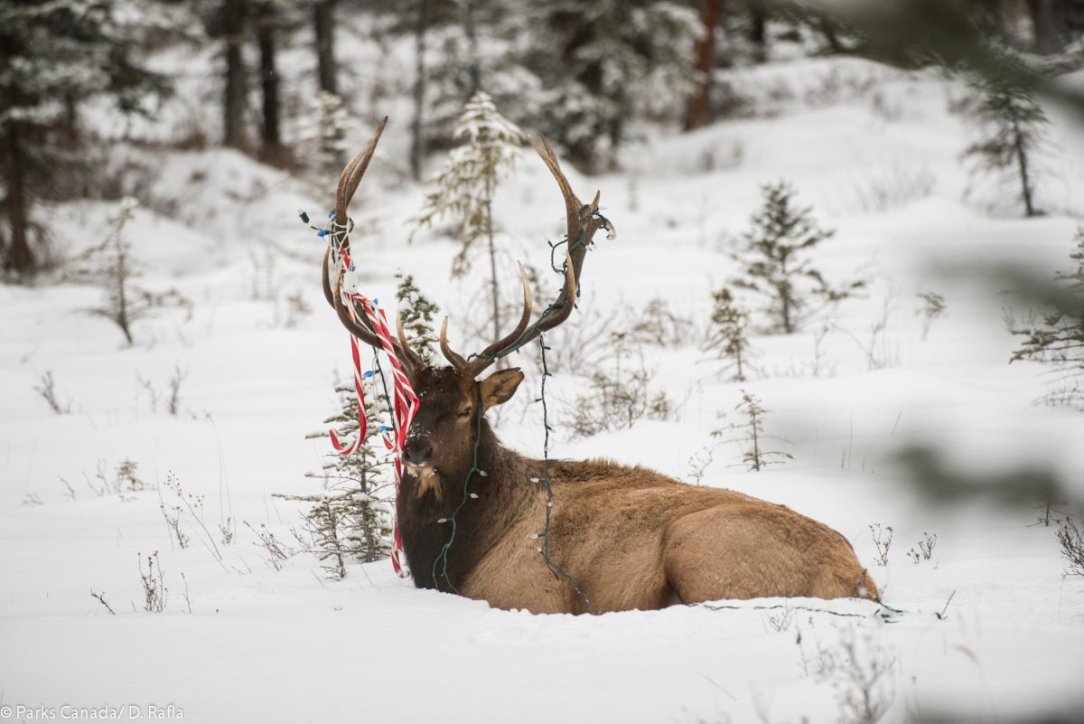 A bull elk had to be rescued in Banff National Park after getting tangled Christmas decorations.
