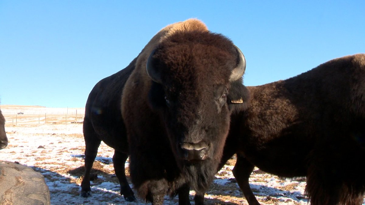 File photo of bison. Anthrax has been confirmed as the cause of death in two Saskatchewan bison, may be cause in seven other deaths.