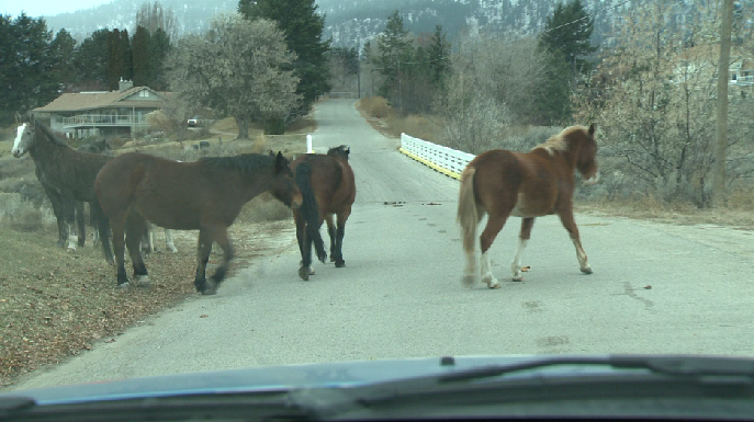 This photo was taking while Global News was driving around in the West Bench area of Penticton.