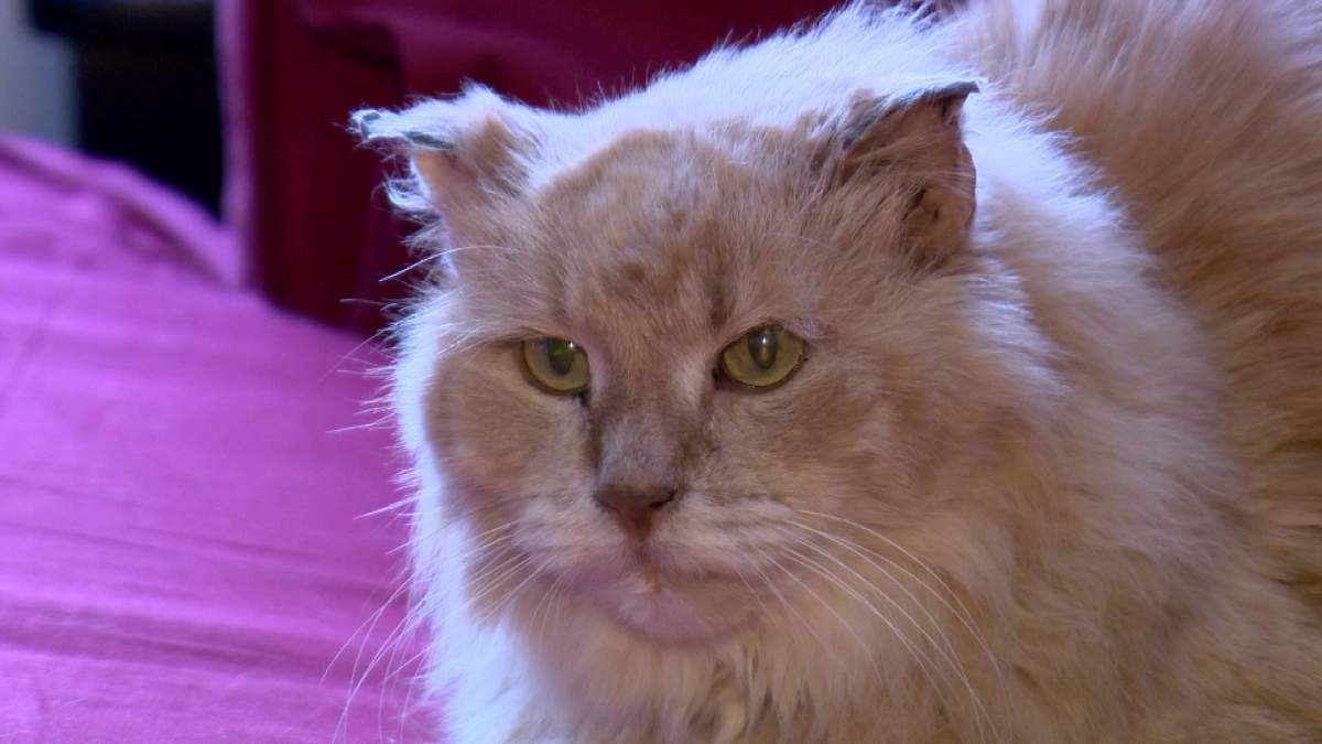 Eleven year old Misha is recovering after found frozen to the concrete.