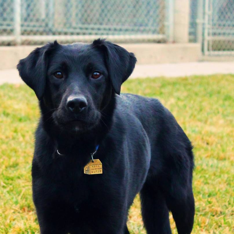 The fine for a dog found or impounded without a license goes up.