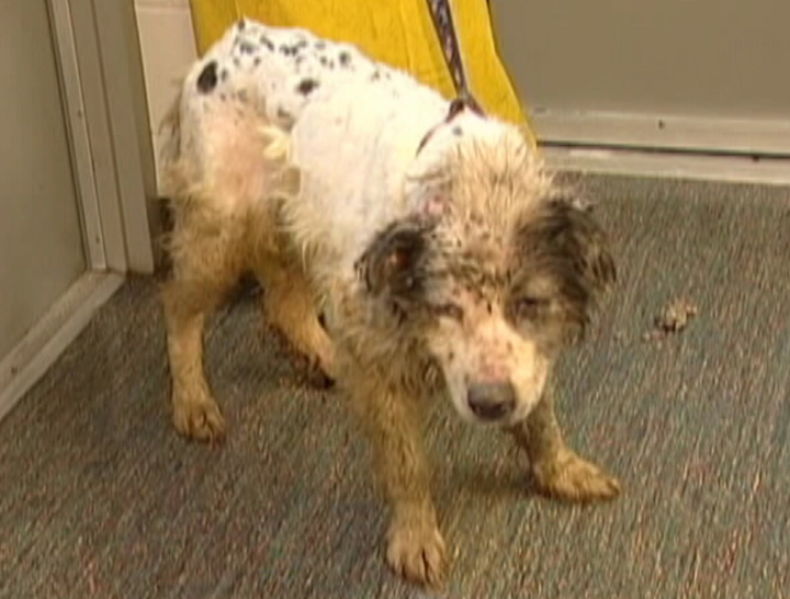 This dog is one of 64 that were seized from a property in Gull Lake, Man.