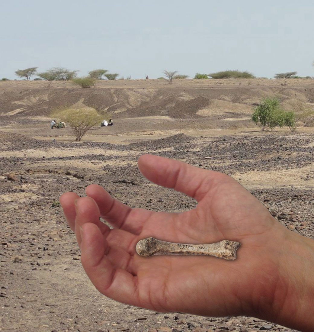 Discovery of 1.4 million-year-old bone a piece of evolutionary puzzle