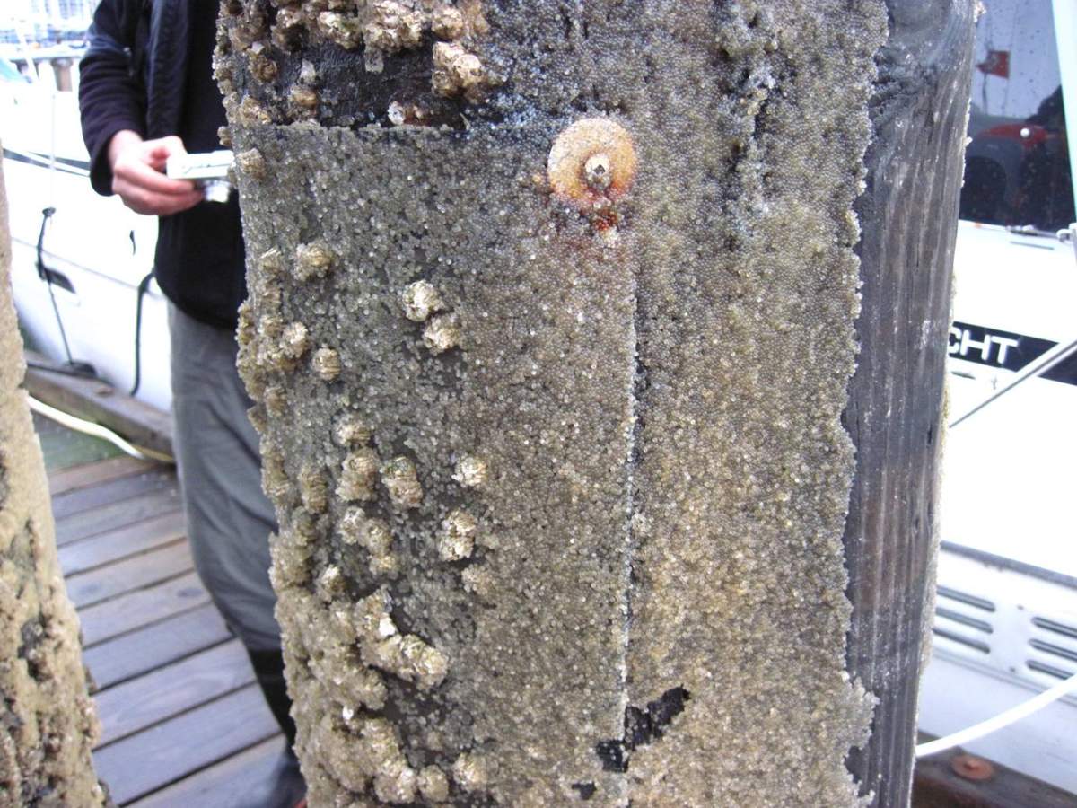 Herring on the wharf.