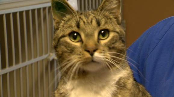 The Regina humane society says gift-givers need to think carefully before putting a bow on a cat or a dog