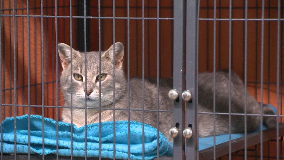 City of Moose Jaw and the Humane Society fail to reach an agreement.