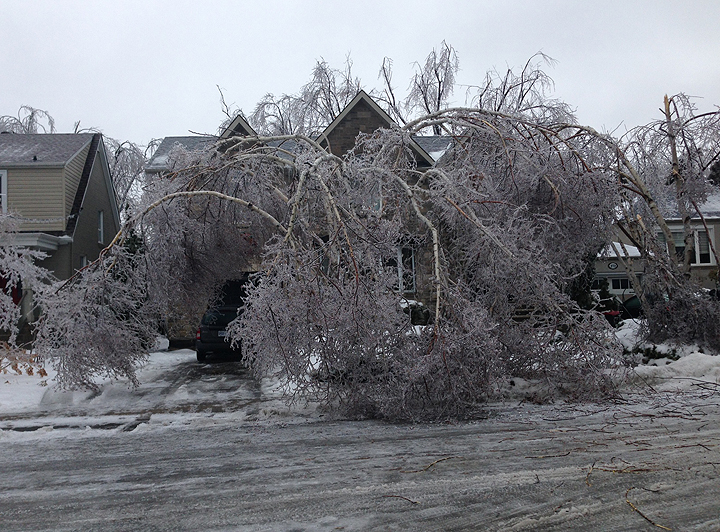 A tree lies on Kingston Road in Scarborough in Toronto on Dec. 22.