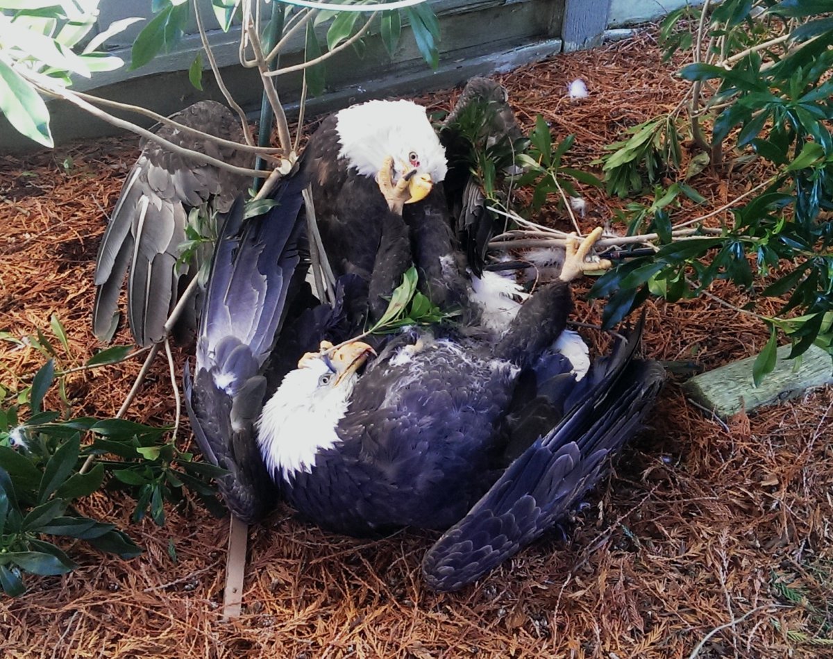 Two eagles locked in each other's talons due to interspecies fighting.