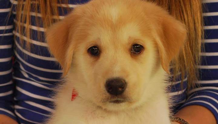 Norma is a puppy at New Hope Dog Rescue looking for a new home.