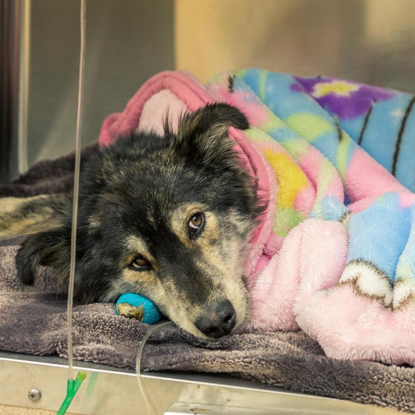 Molly is on her way to recovering, but she has a long road ahead of her.