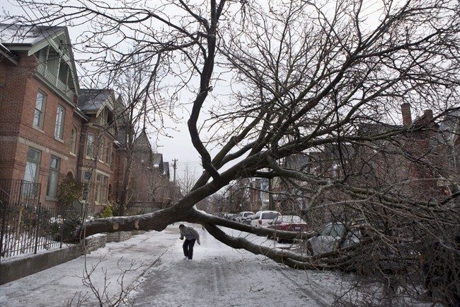 A pedestrian walks under a tree blocking Wellesley Street East following an ice storm in Toronto on Monday, Dec. 23, 2013.