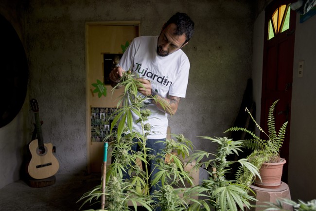 Marcelo Vazquez, a marijuana grower, checks the leaves of his marijuana plants for fungus, on the outskirts of Montevideo, Uruguay, Monday, Dec. 9, 2013.