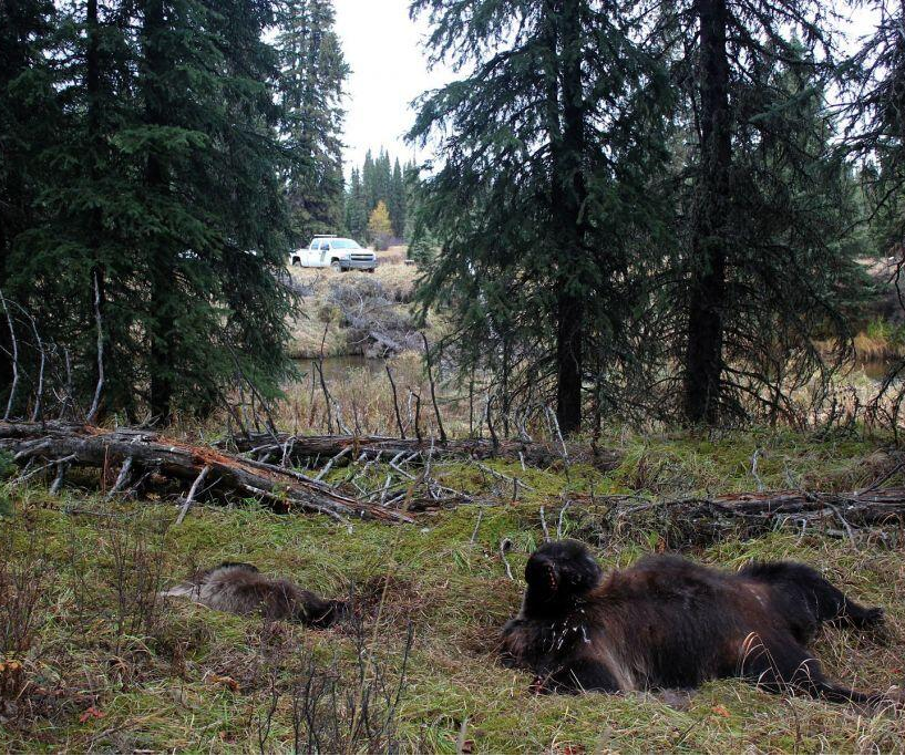 The carcasses of a grizzly sow and her cub were found along the Pembina River in October 2010.