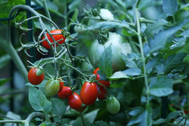 This photo taken on May 16, 2010 shows cherry tomatoes in New Market, Va. Tomatoes are tender plants, susceptible to damage from frost.