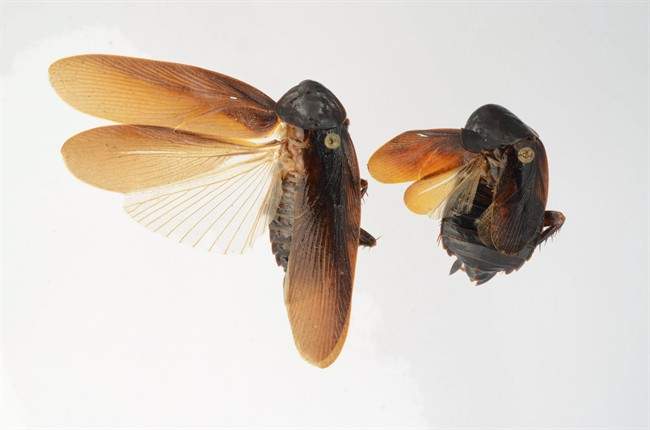 In this Jan. 9, 2013 photo provided by the University of Florida, both male, left, and female Periplaneta japonica are shown. The Periplaneta japonica is a new strain of cockroach possessing powers to withstand harsh winter cold. 