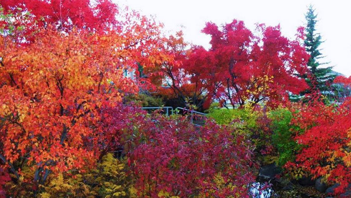 Oct. 22 - This photo was taken by Ryan Fertuck of some fall colours in Saskatoon.