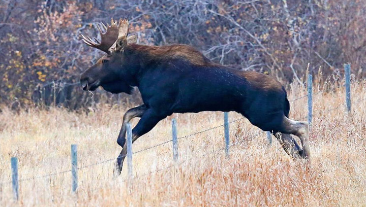 Oct. 24 - This picture was taken by @PrairieLifeSK south of Qu’Appelle of a bull moose jumping the fence.