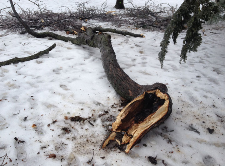 One of several broken tree limbs in Queen's Park following the ice storm.