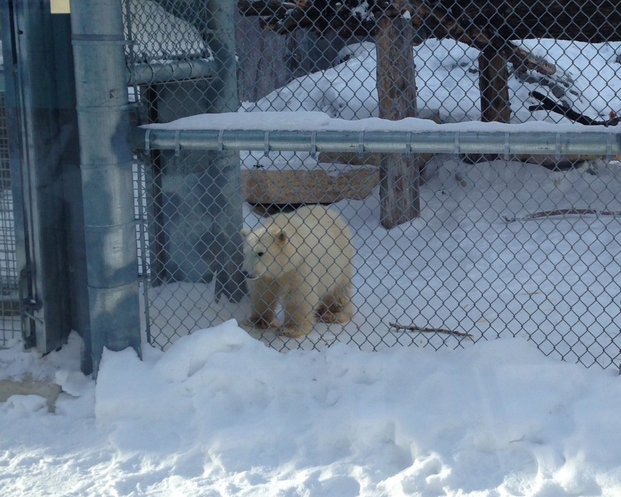Polar bear cub Kaska at Winnipeg's Assiniboine Park Zoo on Friday December 20, 2013.
