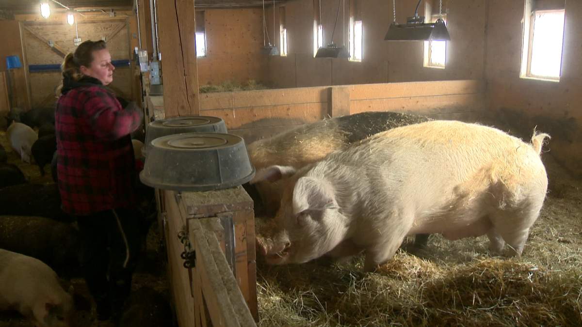 Lucie Cerny is the founder of Rescue And Sanctuary for Threatened Animals (RASTA), a no kill & cage-less rescue organization in De Winton.