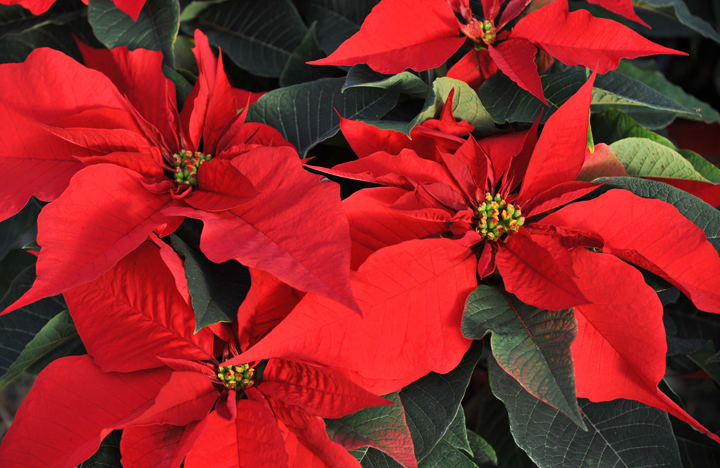 6 holiday myths debunked - image