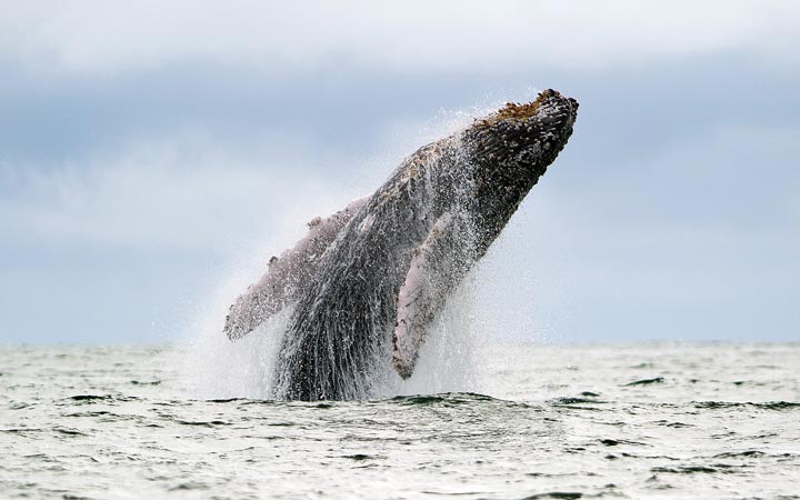 A Humpback whale is seen in the Pacific Ocean at the Uramba Bahia Malaga natural park in Colombia. Luis Robayo/AFP/Getty Images