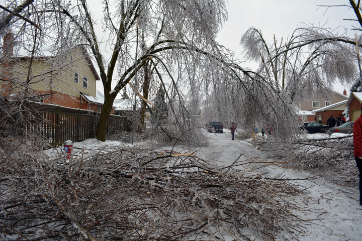 Trees damaged on Primrose Crescent in Brampton, Ontario. December 23, 2013
