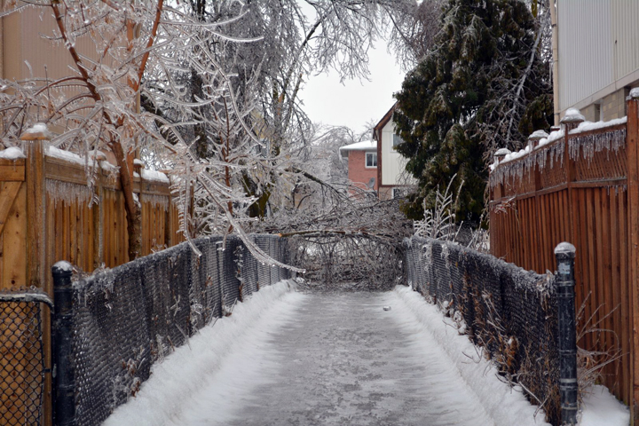 Trees damaged on Primrose Crescent in Brampton, Ontario. December 23, 2013