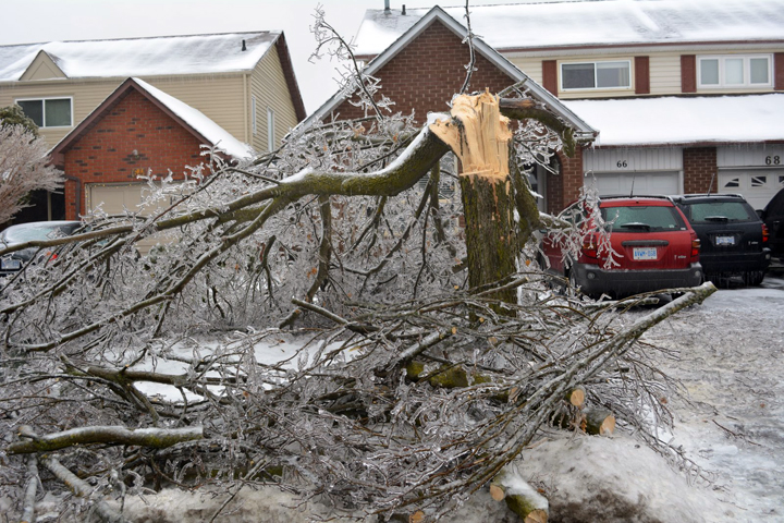 Trees damaged on Primrose Crescent in Brampton, Ontario. December 23, 2013
